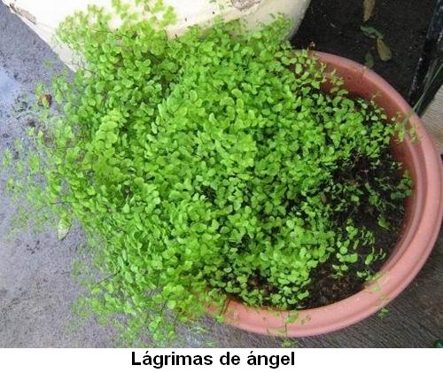Lágrimas de ángel.jpg